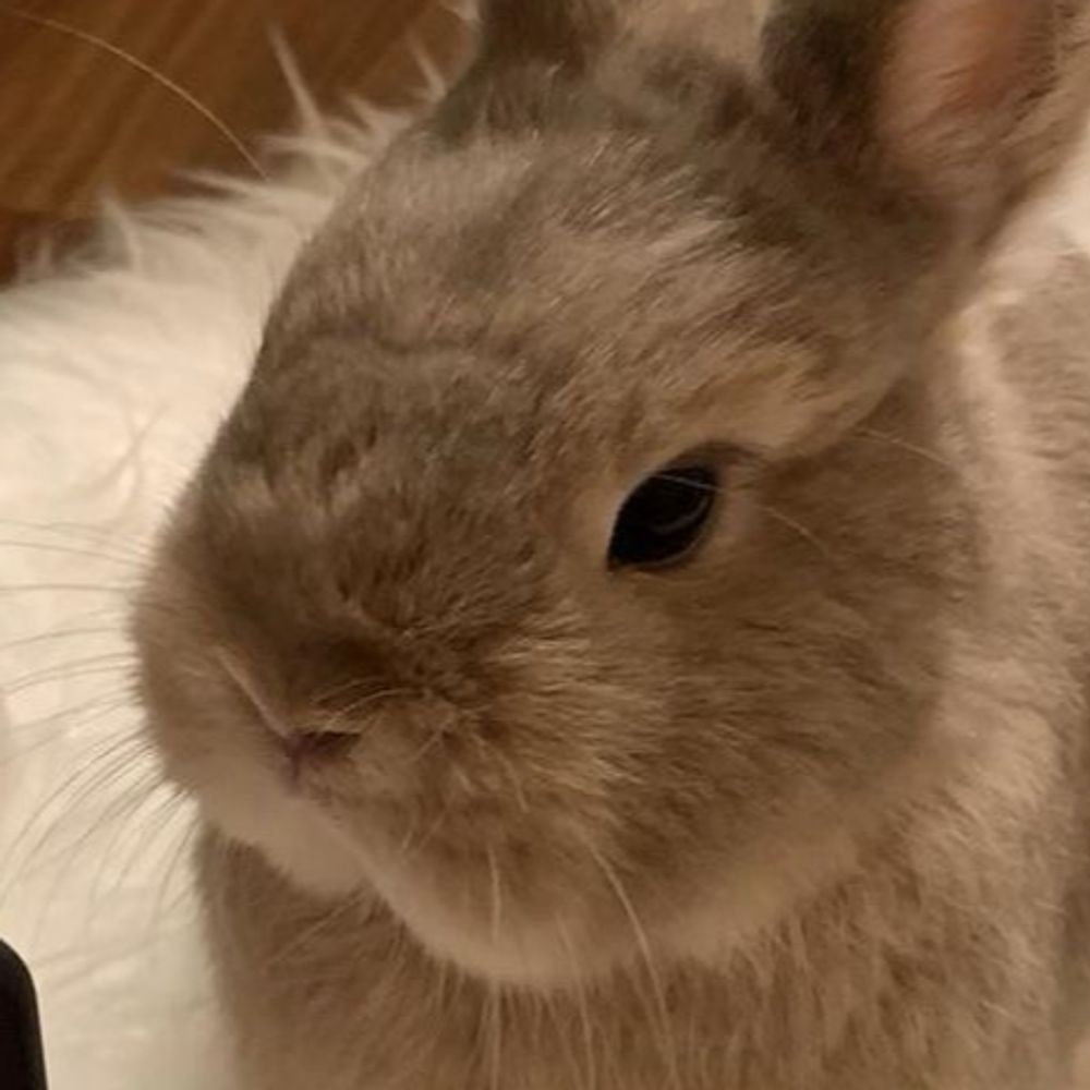 un conejo