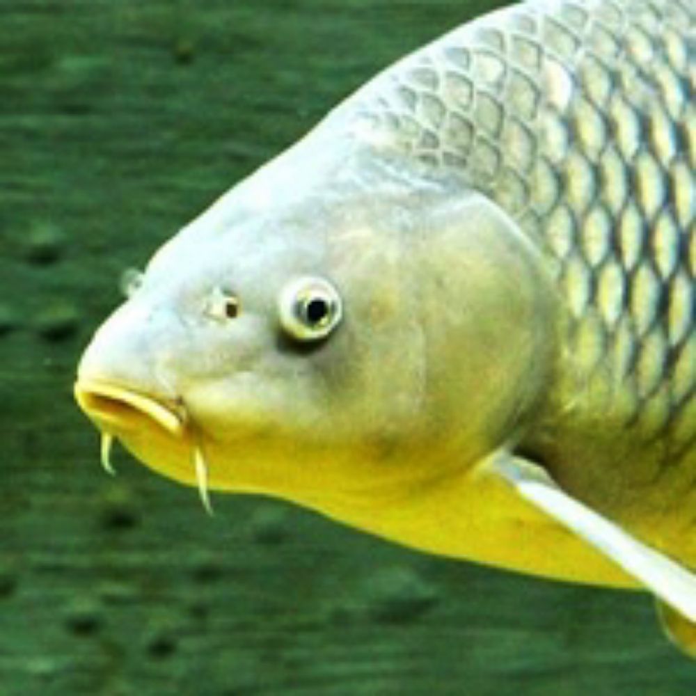 S1K1F/Wizardinstaller/Carp