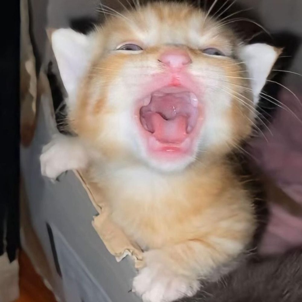 BettyBoopy