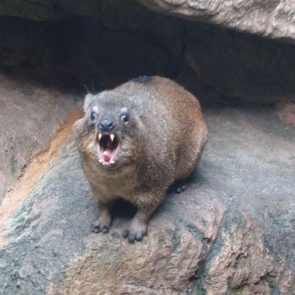A.