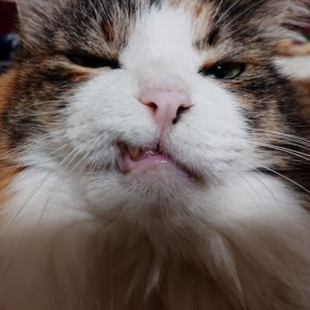 ねこまむし