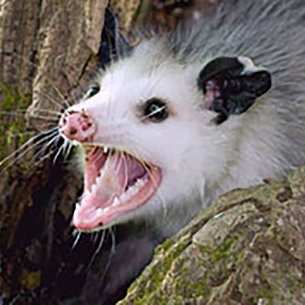 Opossum Vampirum