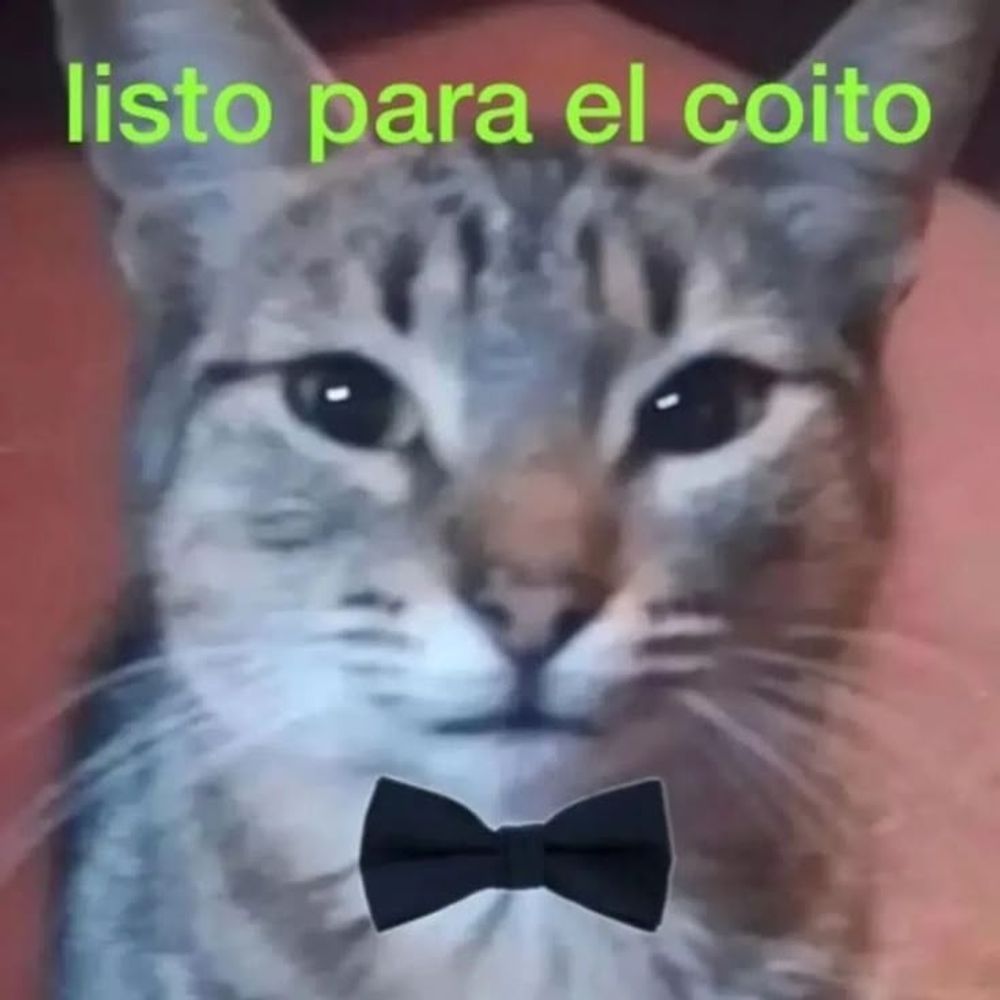 GatoFactos
