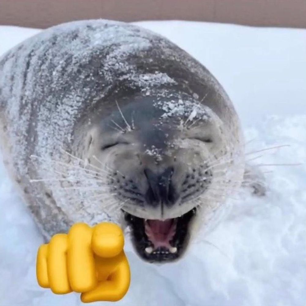 silly seal club