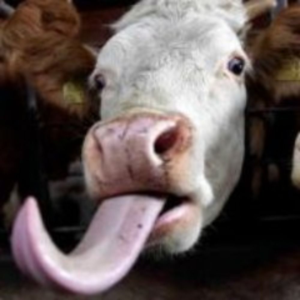 Cow Tongue