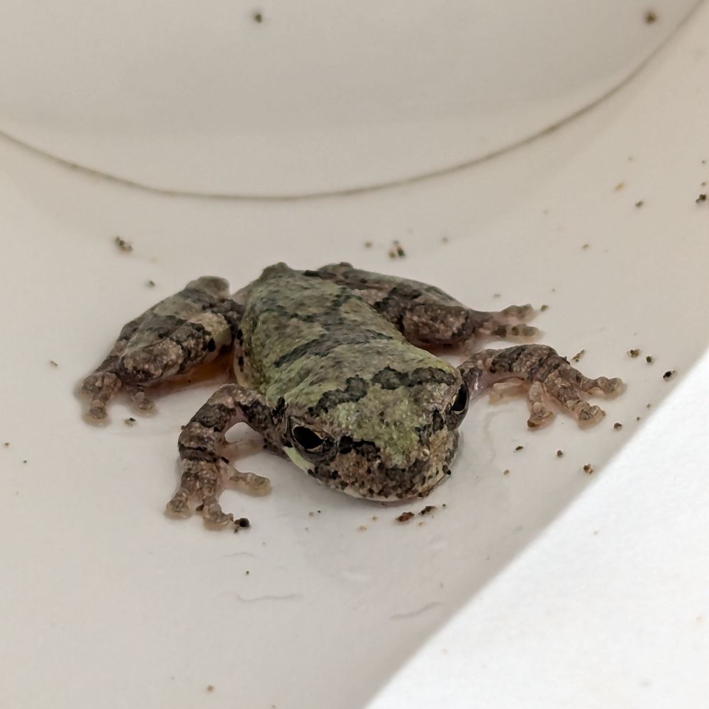 Tadpole.org
