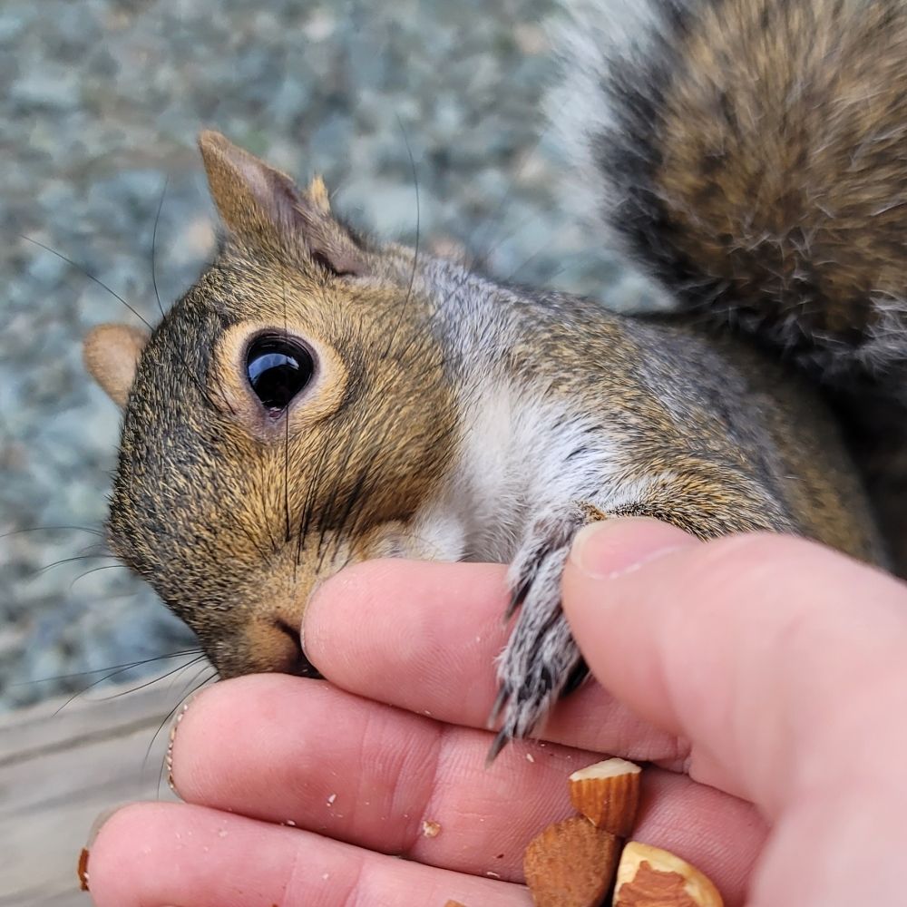 Sir Squirrels a Lot