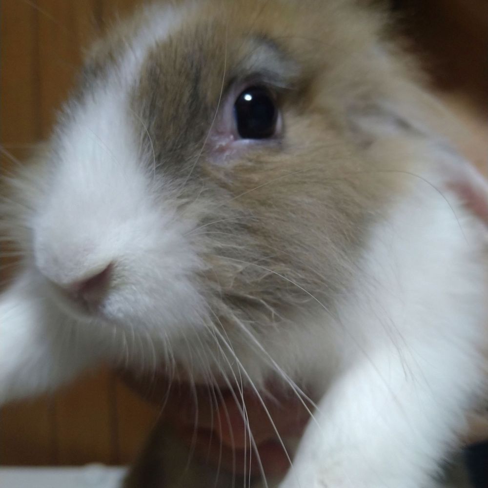 もふもふ