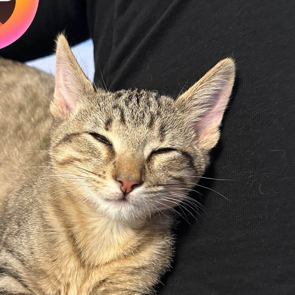 Cat Adventures and Training 😍