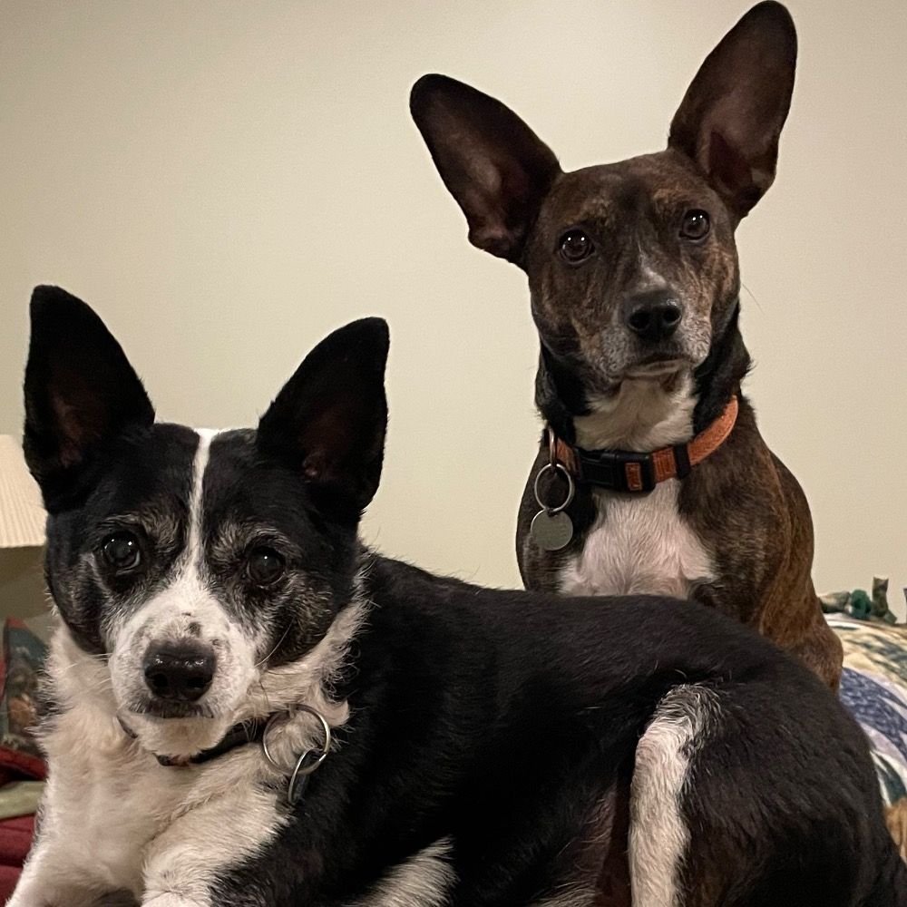 Retired guy in the woods with rescue dogs 's avatar