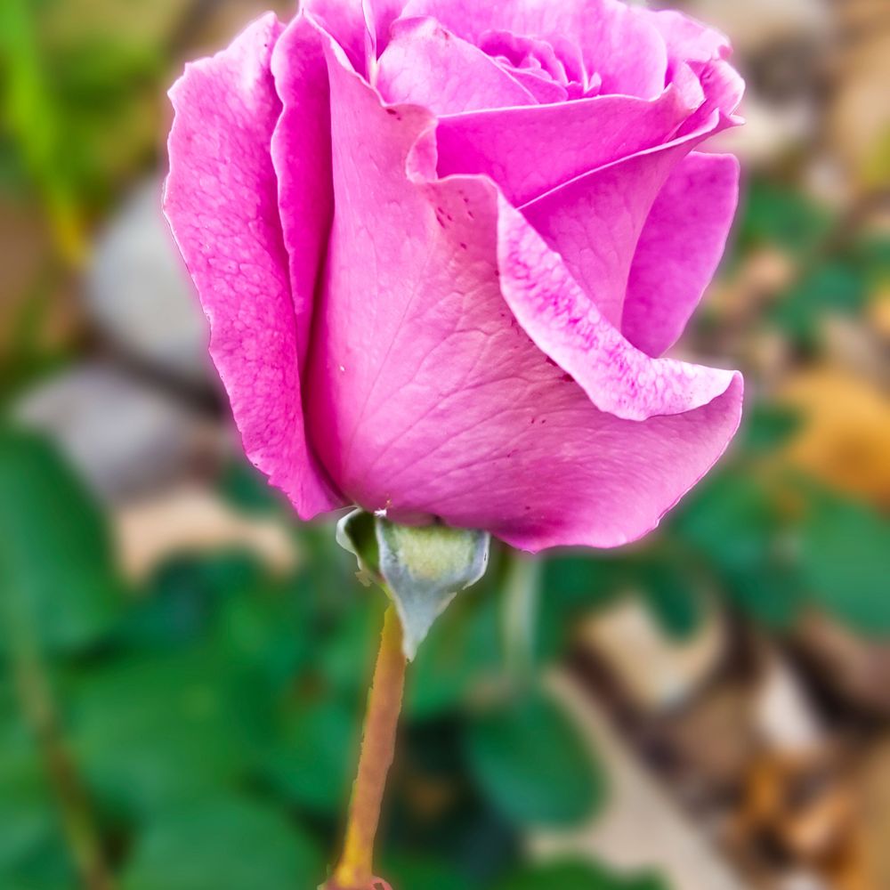 Original Art and Photographs by Julieanne Case