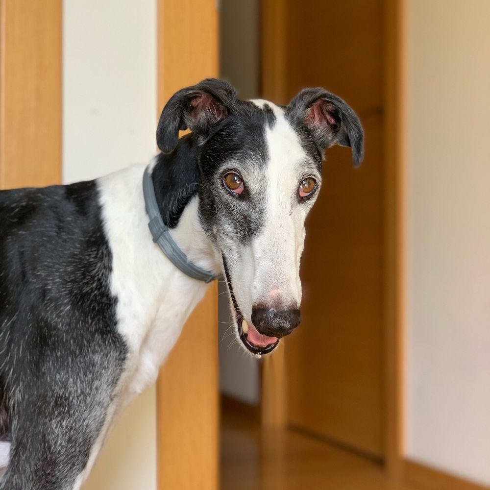 Kiowathedog