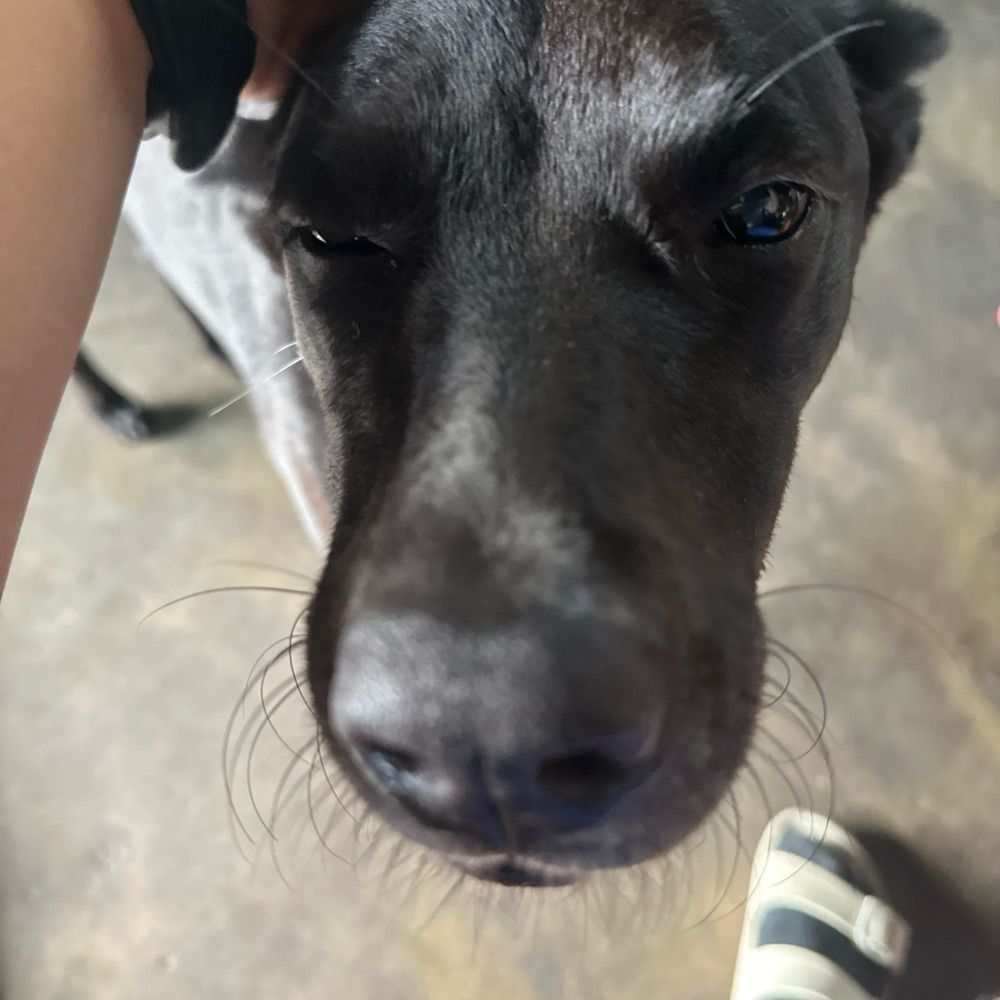 Hotdogliu