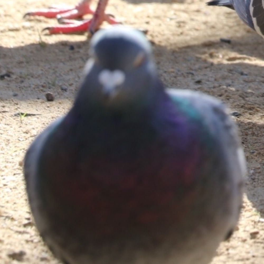 鳩語