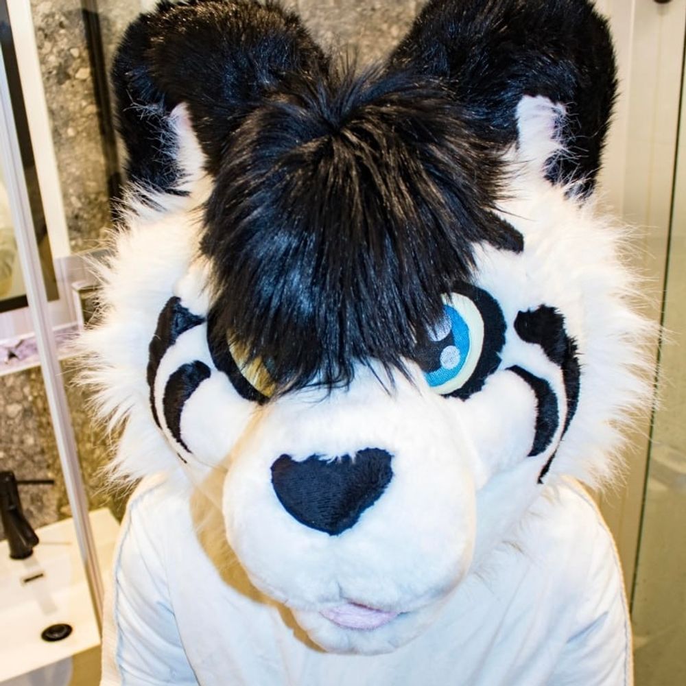 TiedUpTiger