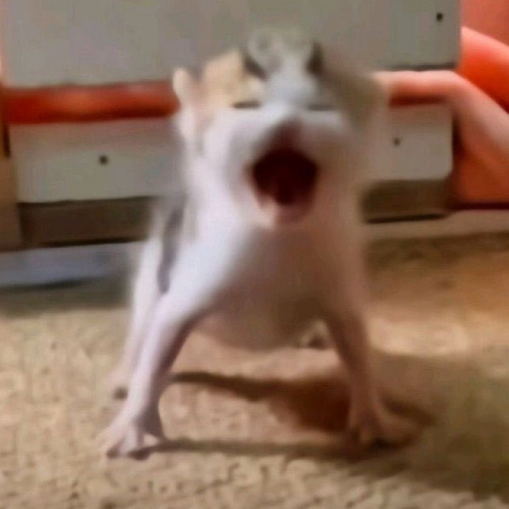 little cat rapper