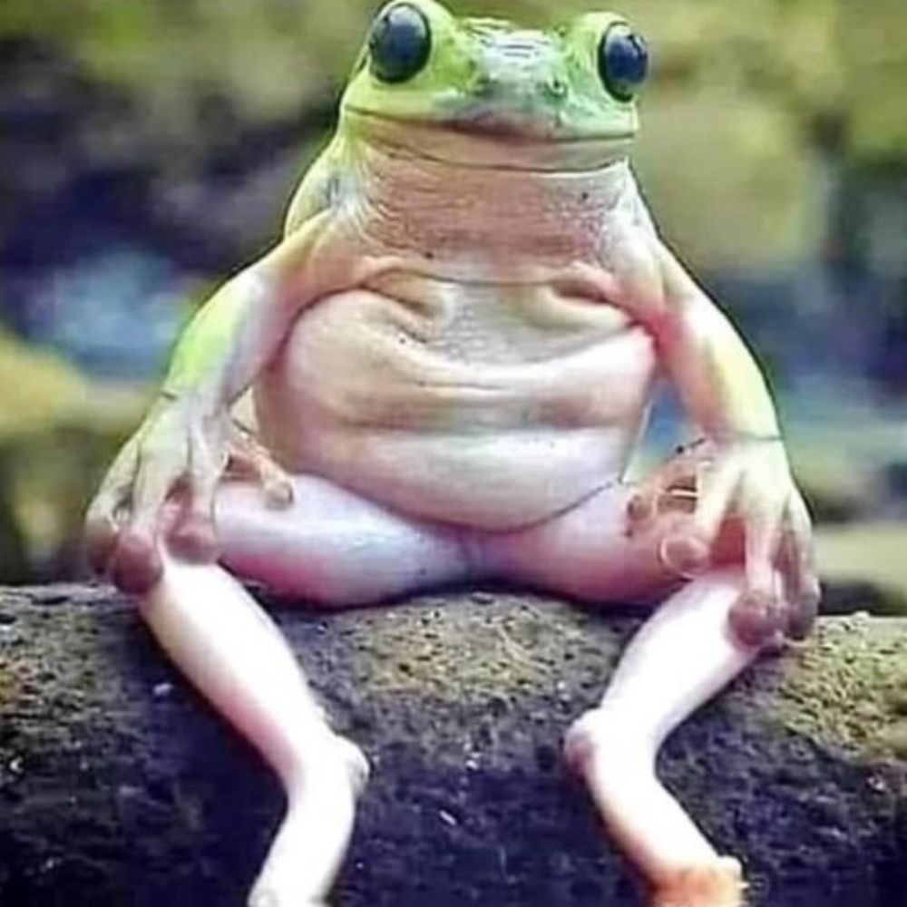 Frognuggits