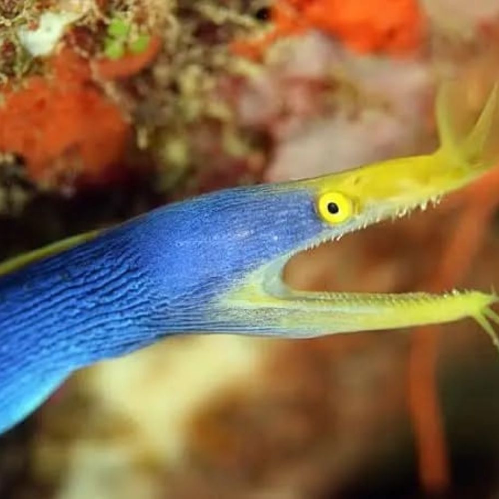 Ribbon eel desesperada com o capitalismo tardio