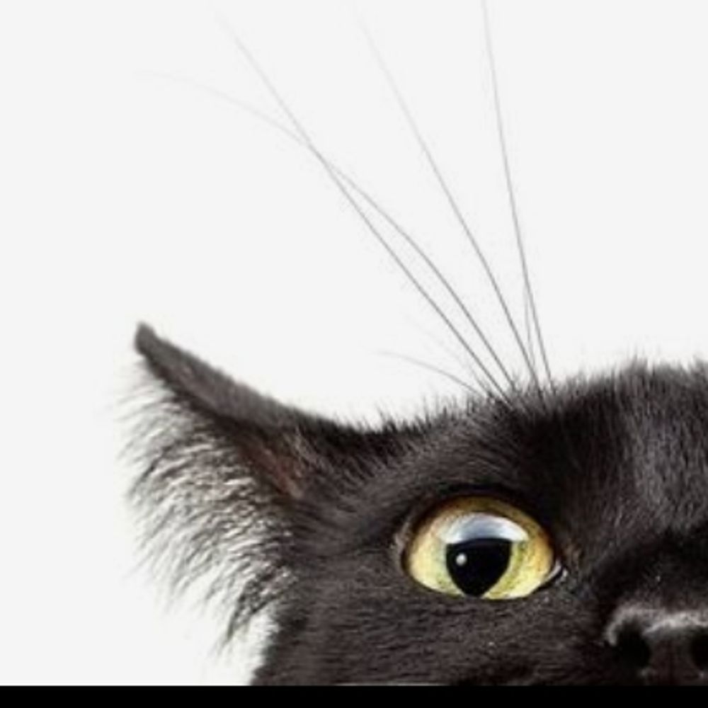 meldafable.bsky.social profile picture