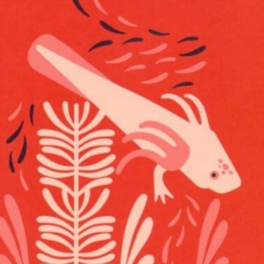 Axolotl Brasil