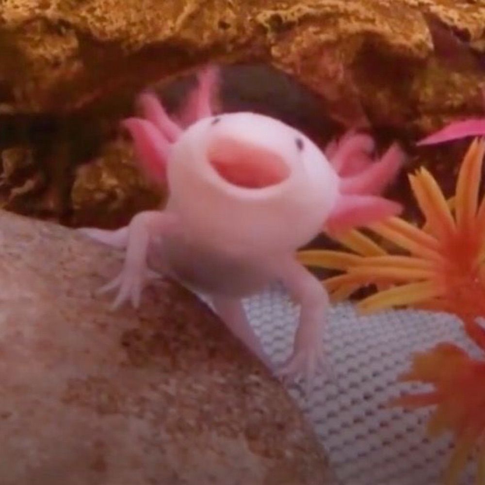 Pilipes