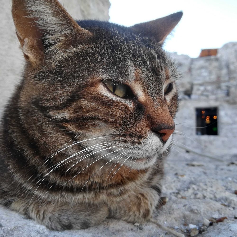 うみどらねこ