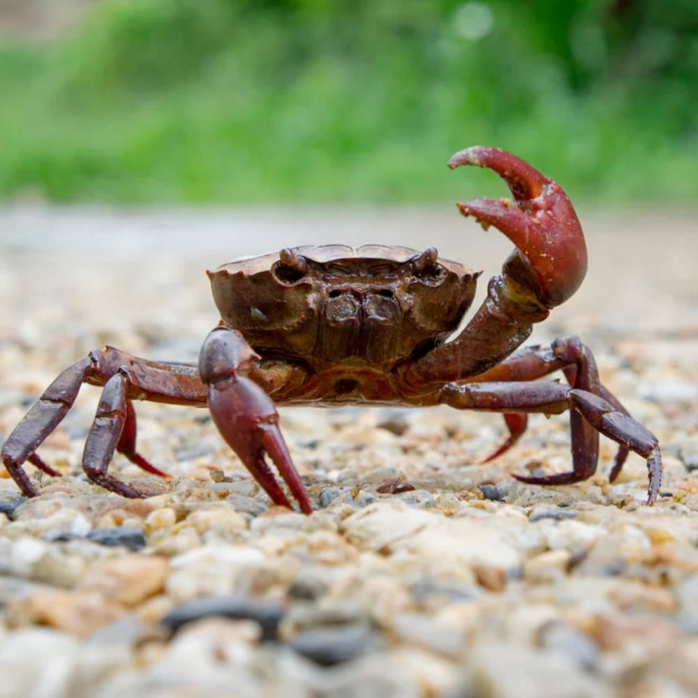 Comrade Crab