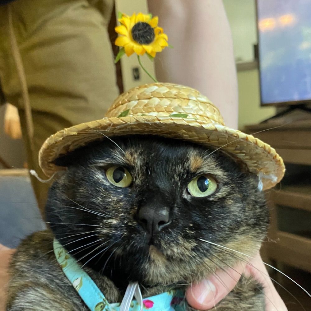 Little Cat