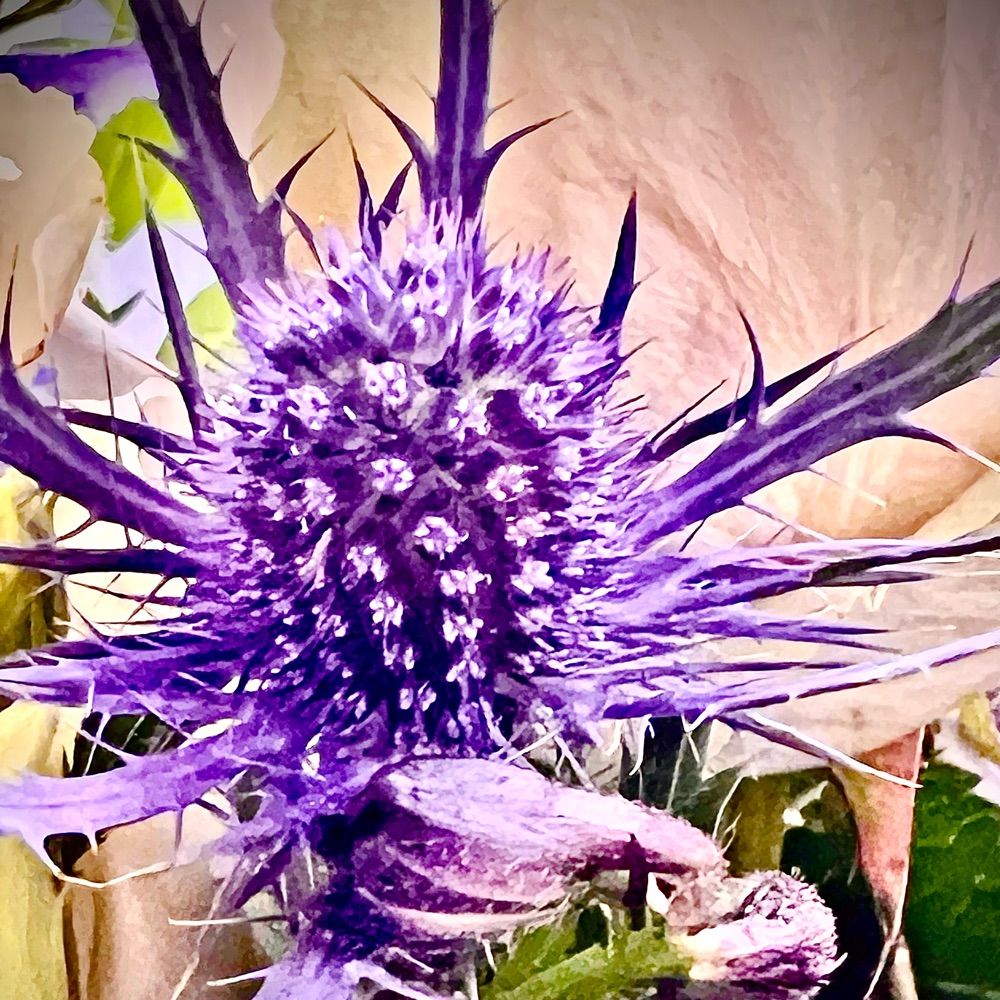 Wandering Thistle