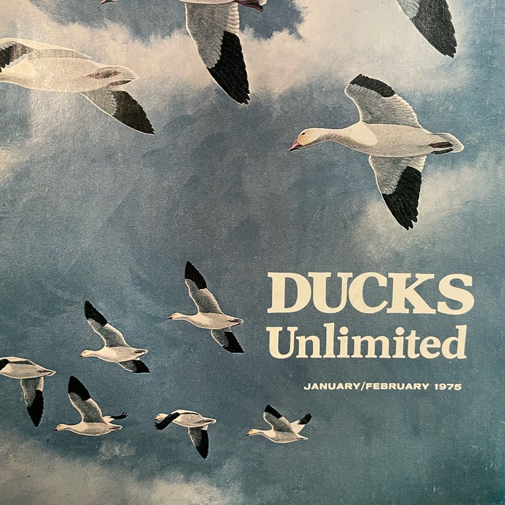 🦆