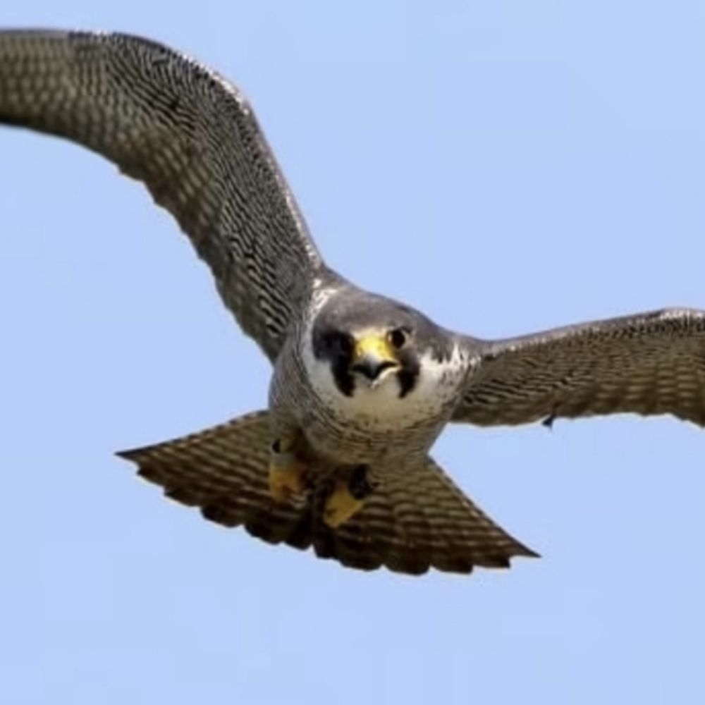 Bvr_Falcon