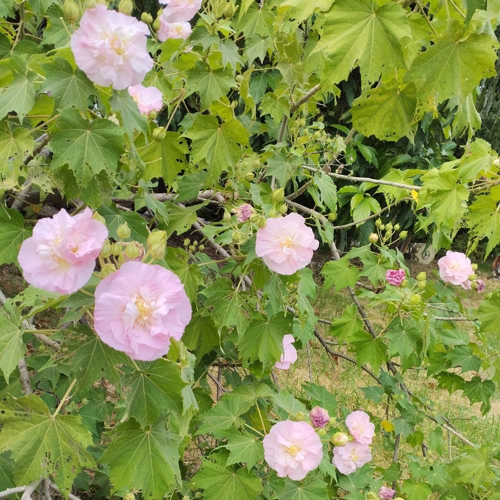 岸邊沒有燈塔