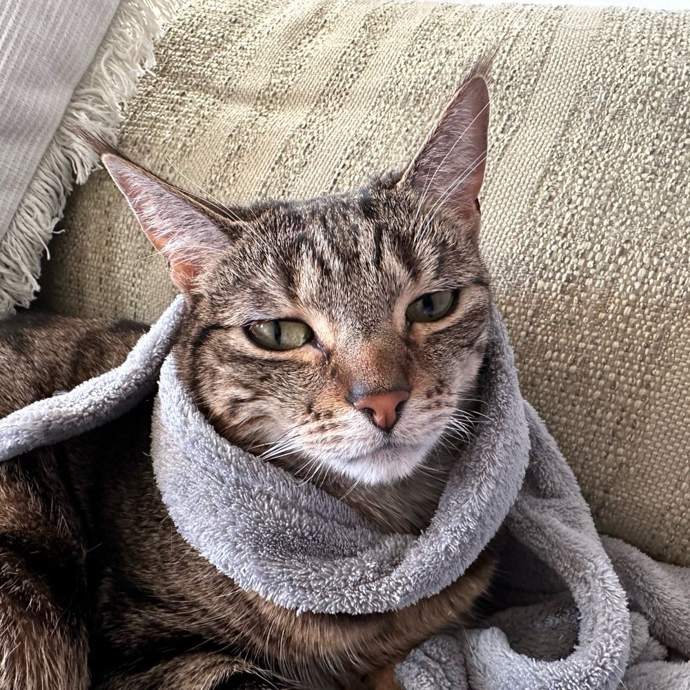 Katte