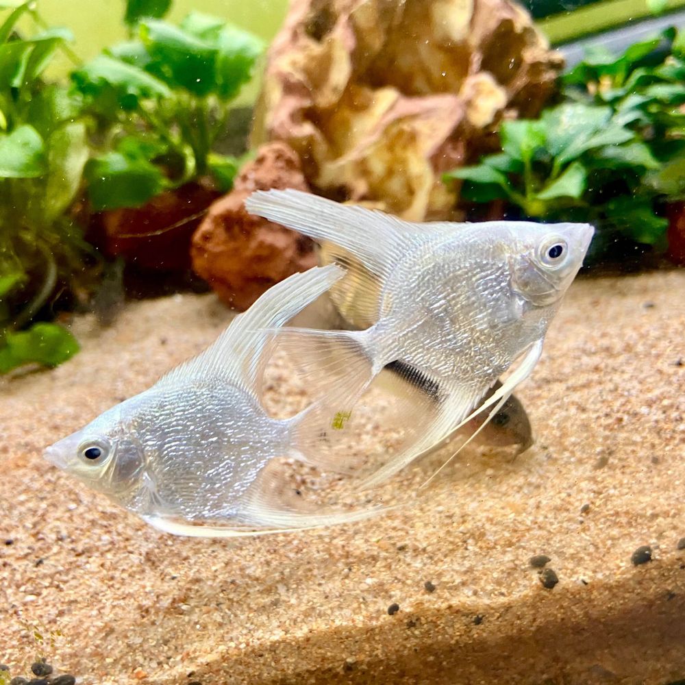 クロコ