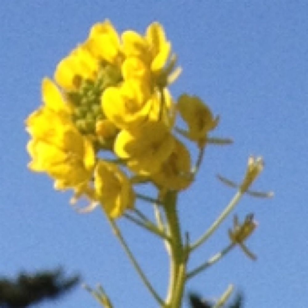 菜