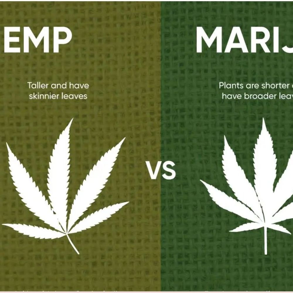 filafresh.bsky.social