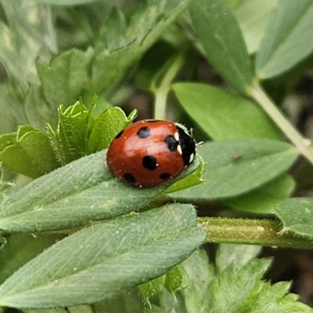 숲속의마리모