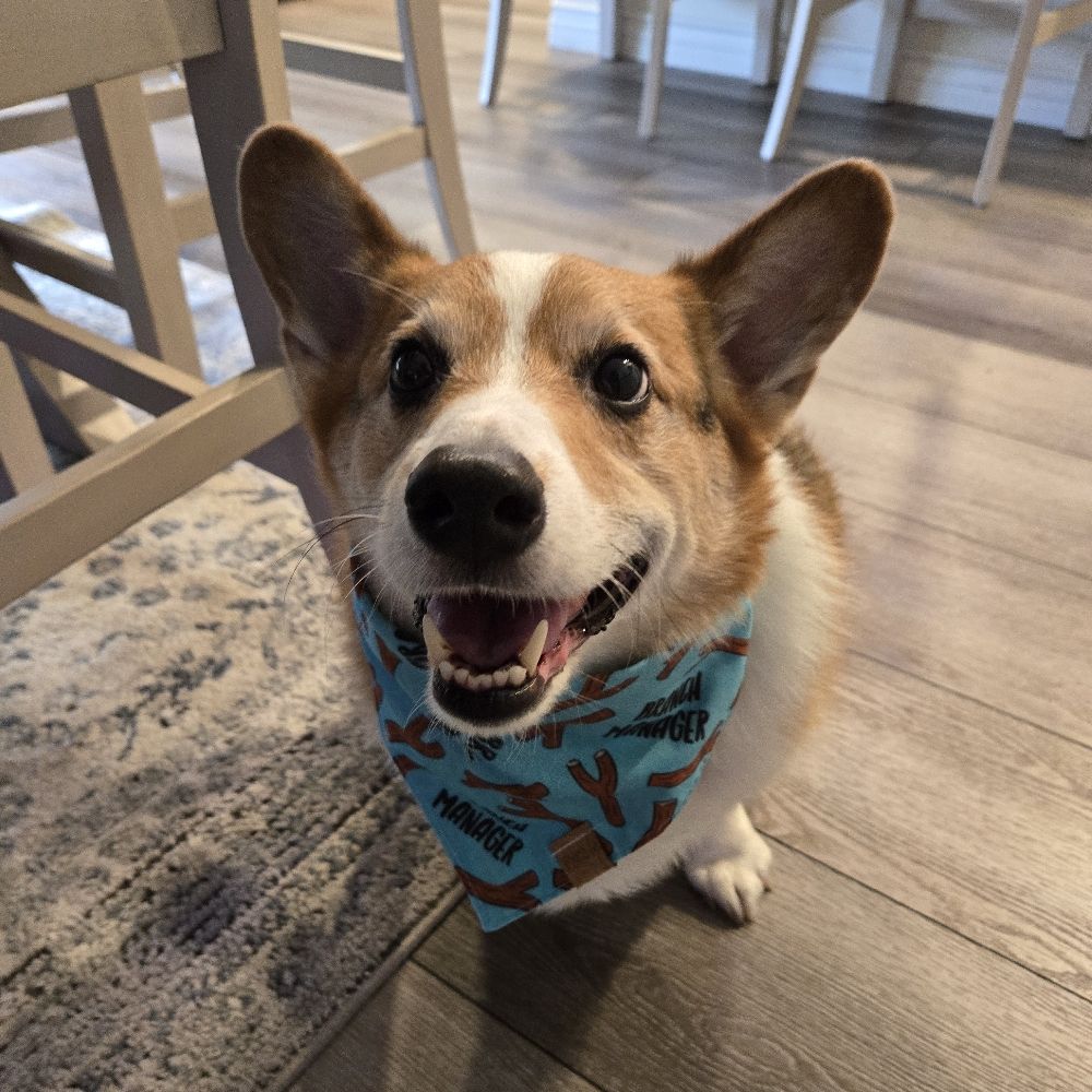 Profile picture moosethecorgi.bsky.social