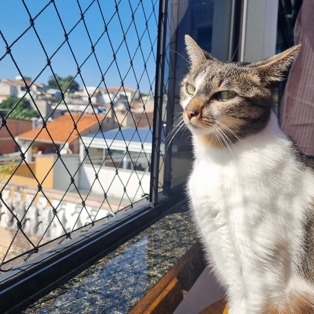 Jubalandia