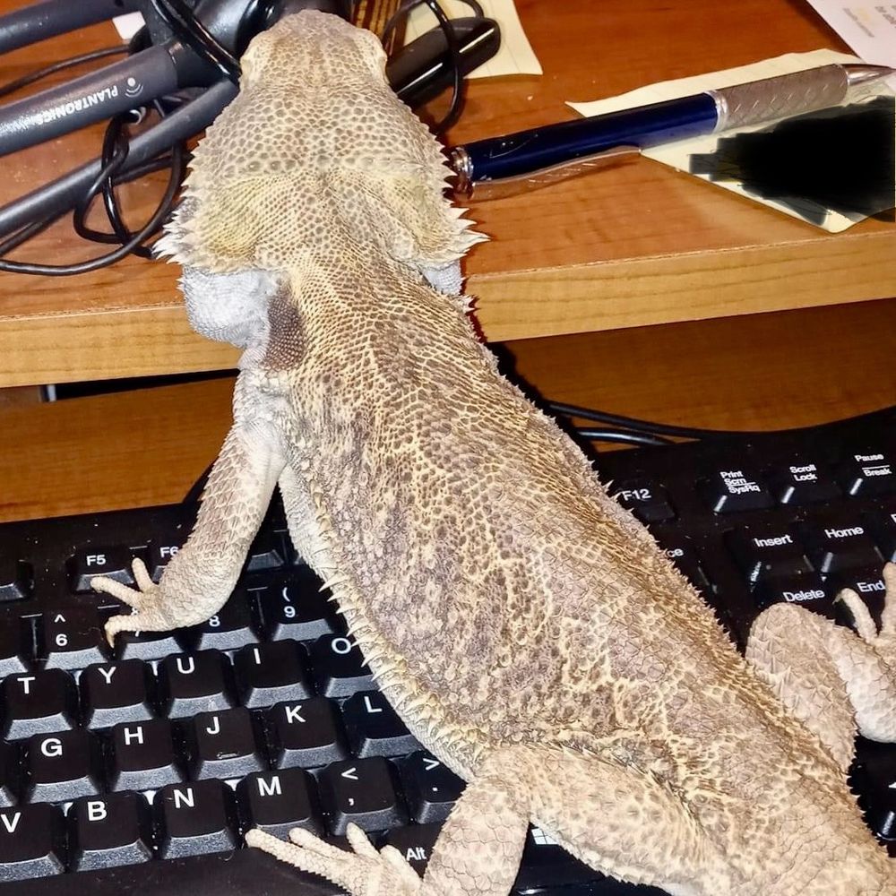 Laughing lizard