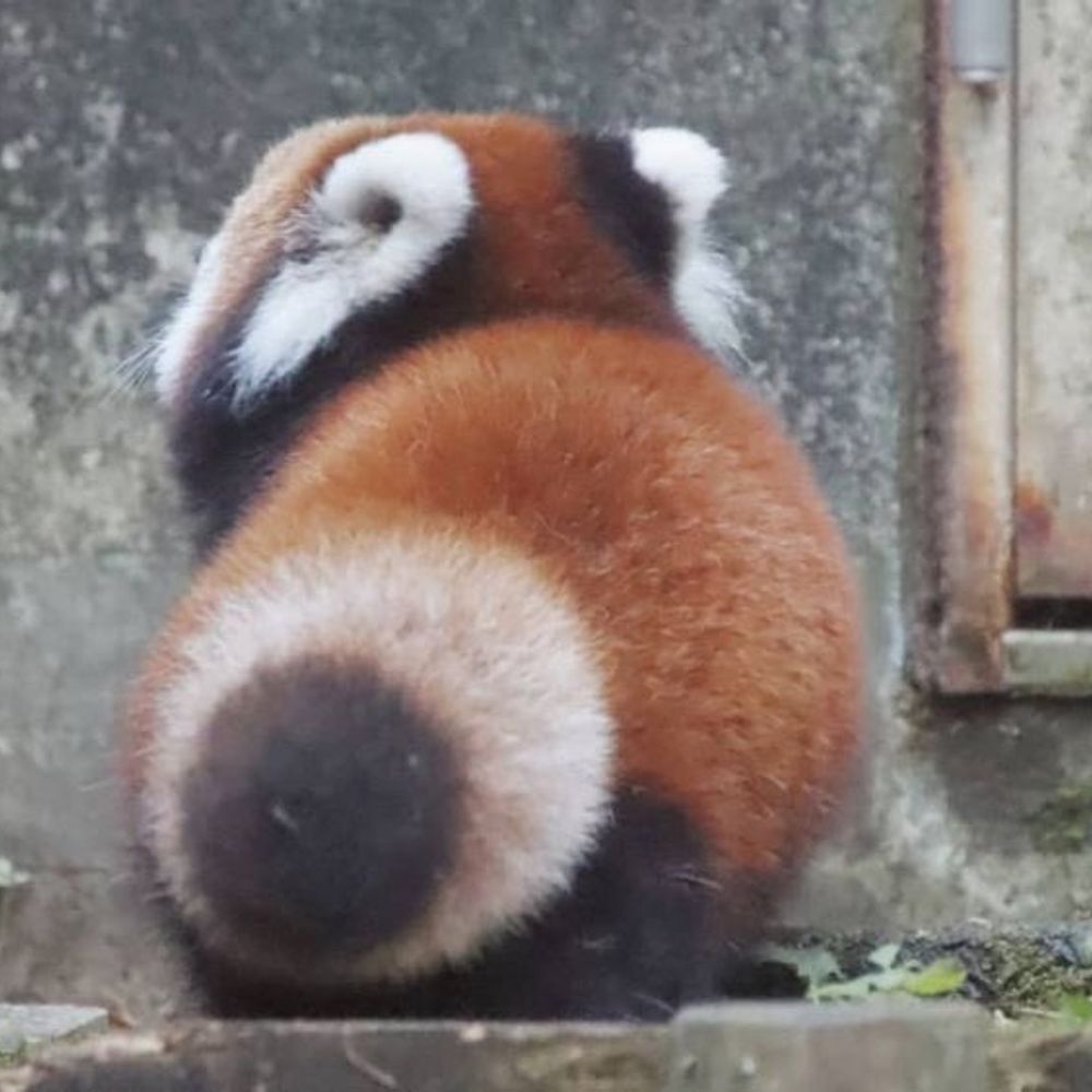 쑤꾸