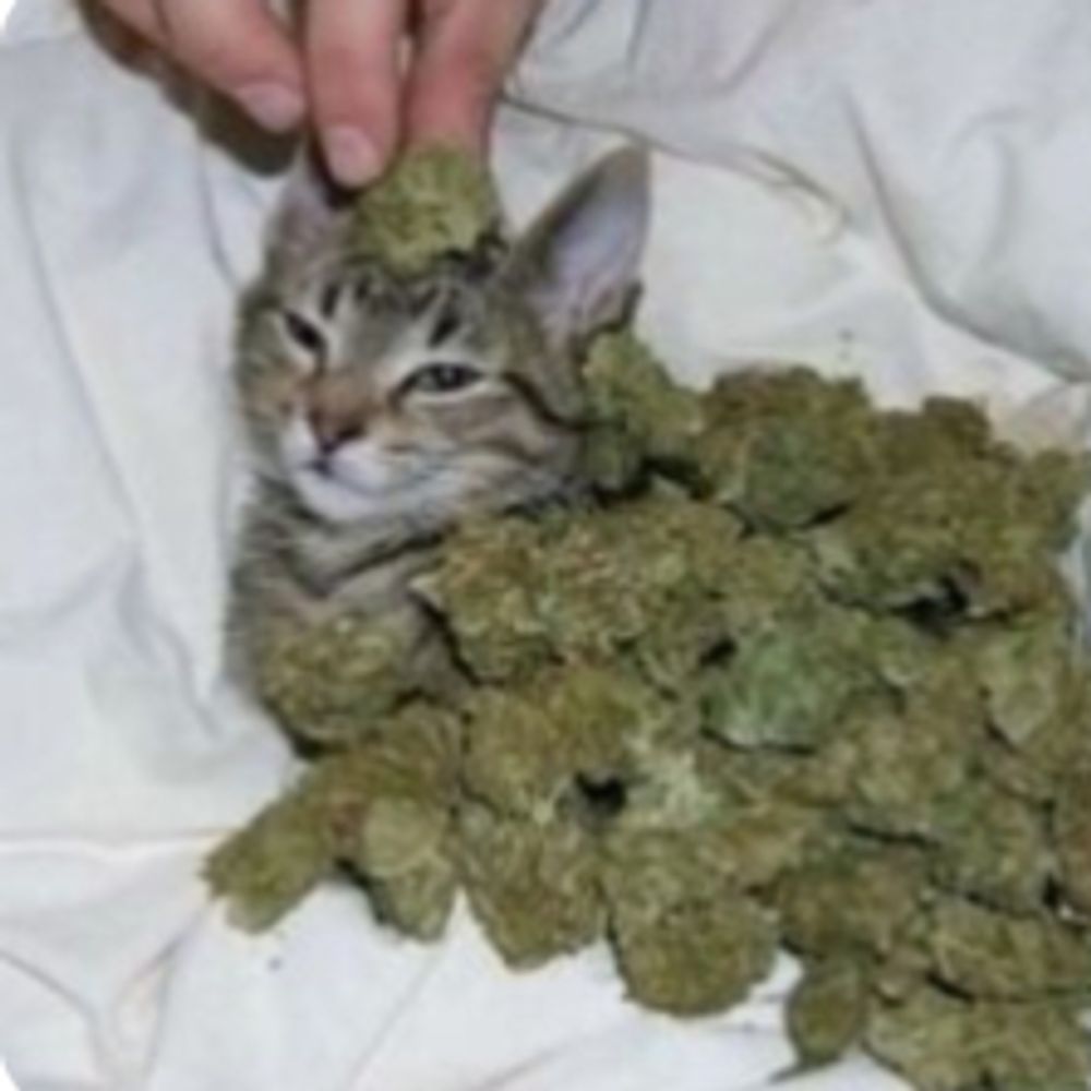 Eat Grass Fool