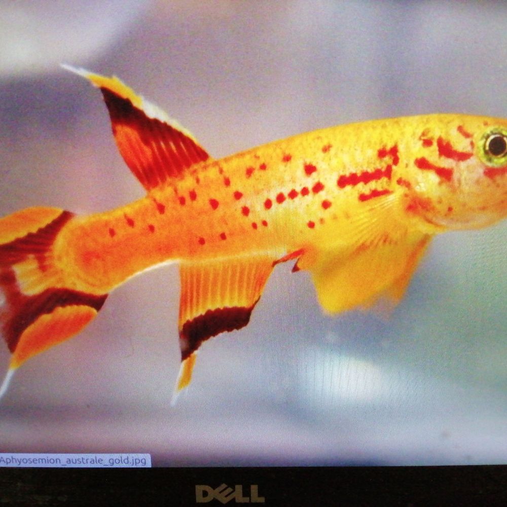 Killifish breeder