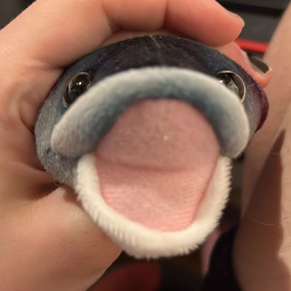 Pallus