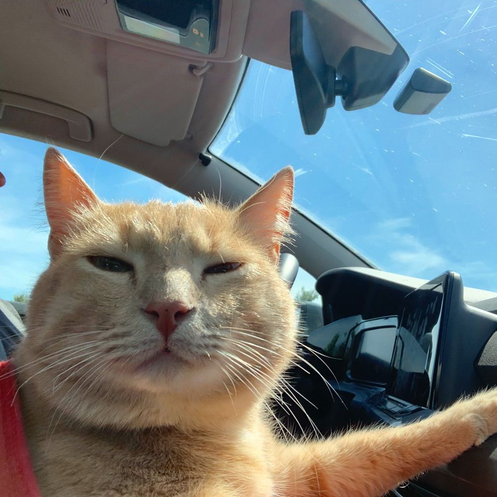 Renato the Anti-Fascist Gatto