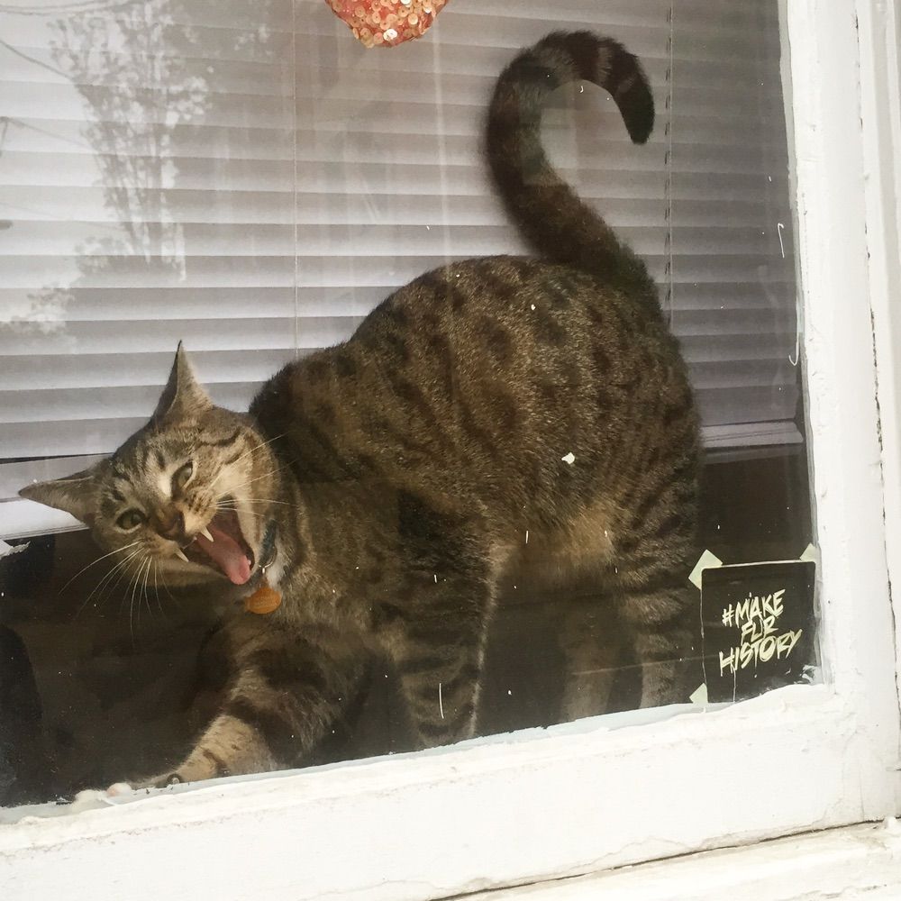 window cat's avatar