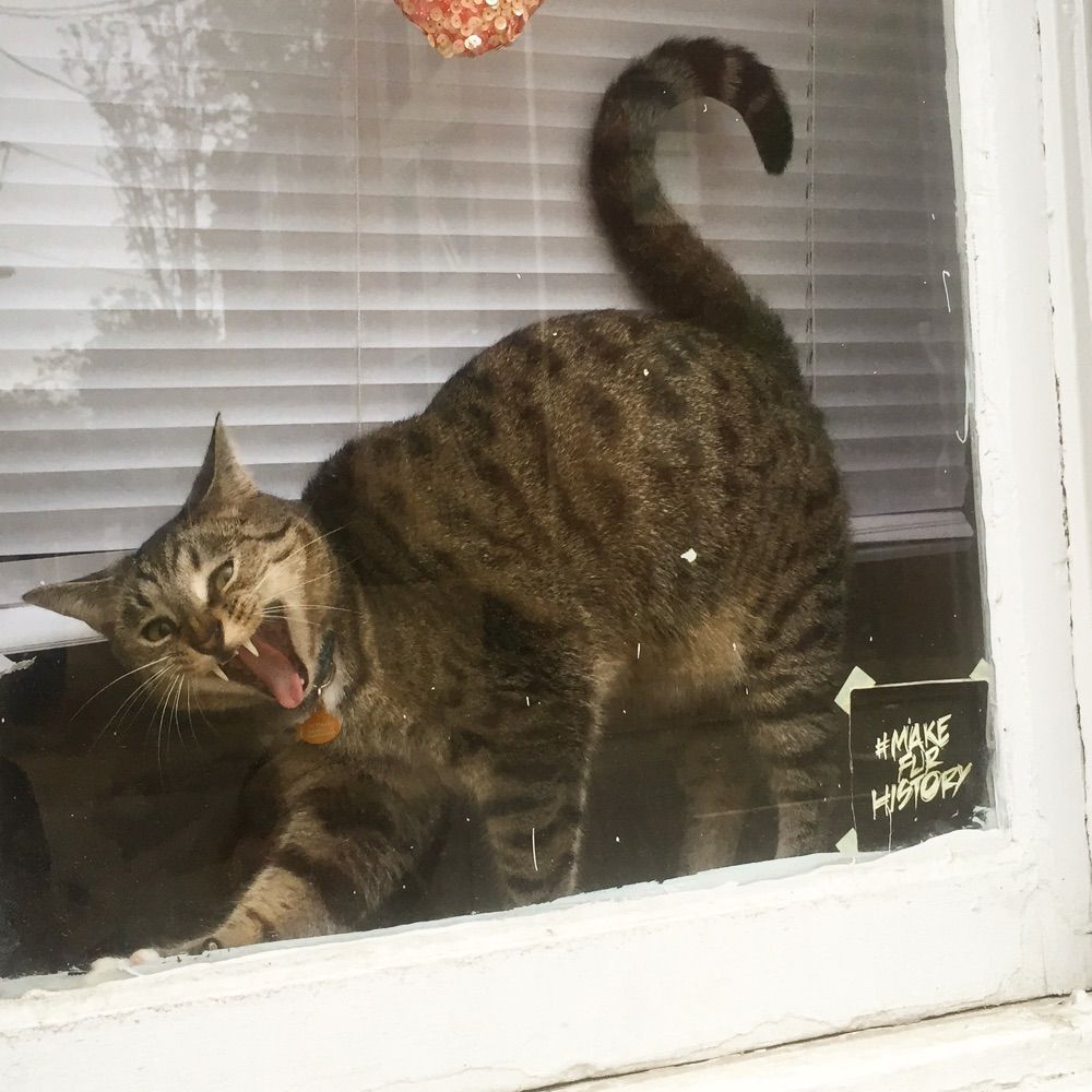 window cat