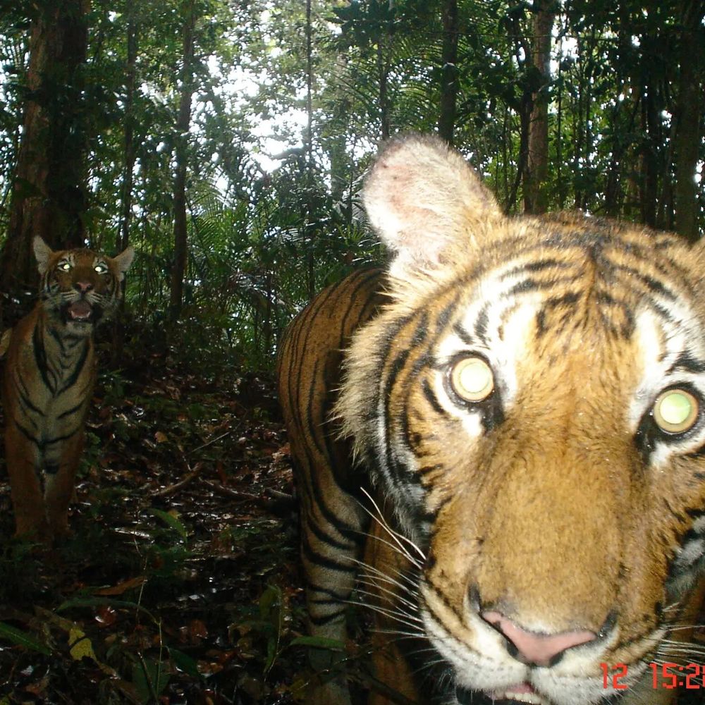Wildlife Trade Research Hub