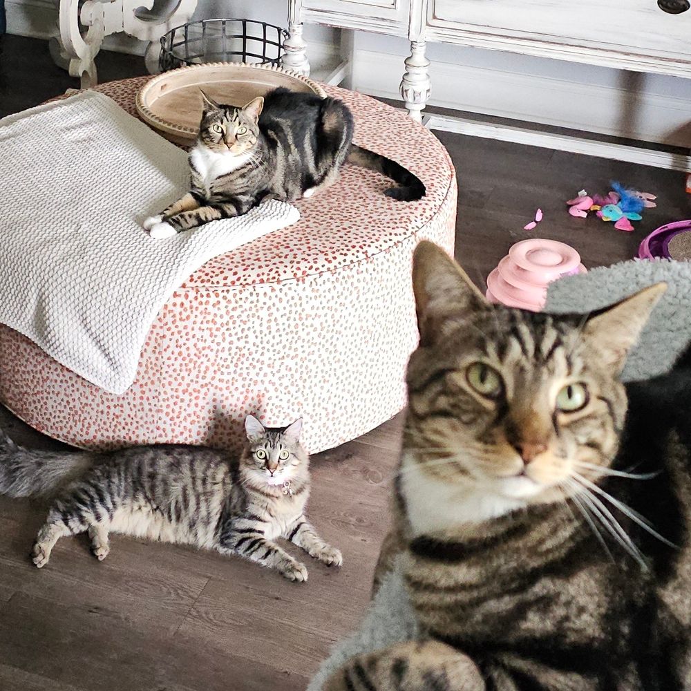The NCHurricats🐾