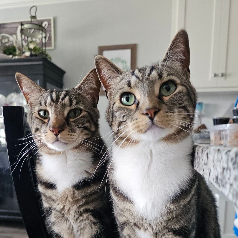 The NCHurricats🐾